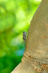 Cicada in the wildlife nature habitat using as background or wallpaper.Cicada insect stick on tree