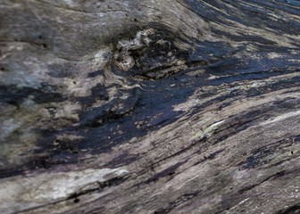 textured bark close up 1