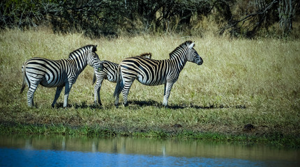 Herd of zebras in the African savannah
