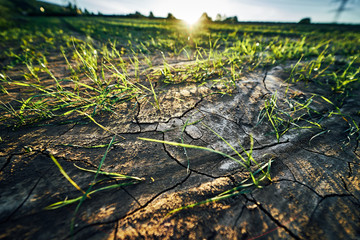Young corn field in brown soil at sunset in detail bokeh view. green and brown warm look on evening wide angle shot with long small shadows