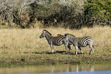 Fototapeta na wymiar Herd of zebras in the African savannah