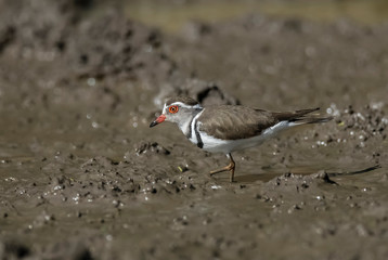  Three banded plover, Africa