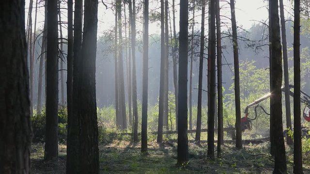 Pine Forest Harvesting Machine. Logging Equipment. The forestry industry. The harvester lumberjack working in a forest. Forest Wheeled Harvesters. A cut-to-length (CTL) forest harvester. 