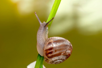 Beautiful Snail in the garden