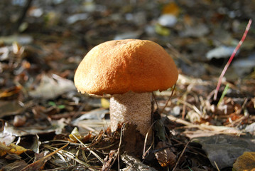 a bright mushroom is an orange-cap boletus