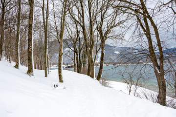 Obraz premium Wald am Tegernsee