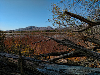 Fallen tree branches on a lakeshore in Pahranagat National Wildlife Refuge.