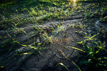 Young corn field in brown soil at sunset in detail bokeh view. green and brown warm look on evening wide angle shot with long small shadows