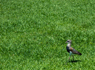 passaro no jardim
