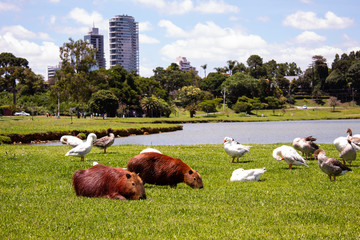 prque com capivaras