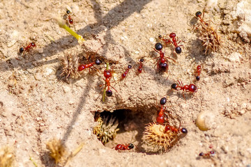 Beautiful Strong jaws of red ant close-up