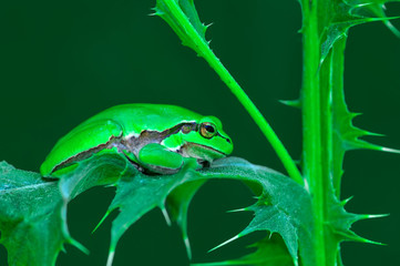 Beautiful Europaean Tree frog Hyla arborea - Stock Image