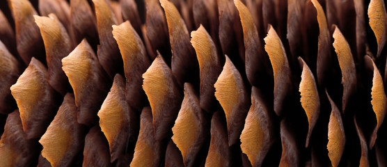 Dry spruce cone