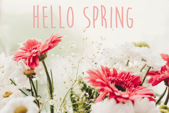 Hello Spring text sign on pink gerbera,white daisy and green chrysanthemum  bouquet at rustic window in soft light. Stylish floral greeting card.