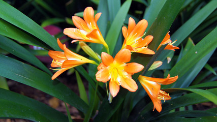 Obraz premium Flor de color naranja en su estado natural