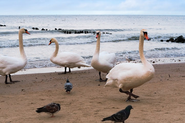 Swans on the sea. Wild swans walking along the shore. Swans folded their wings.