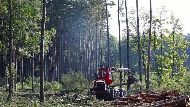 Pine Forest Harvesting Machine. Logging Equipment. The forestry industry. The harvester lumberjack working in a forest. Forest Wheeled Harvesters. A cut-to-length (CTL) forest harvester. 