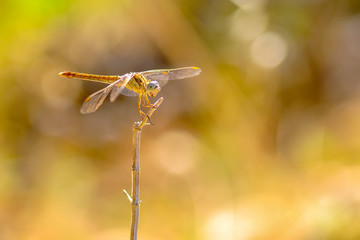Macro shots, Beautiful nature scene dragonfly. 