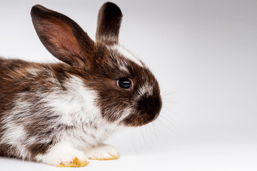 beautiful rabbit on a white background