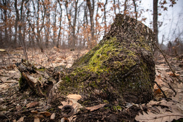 Tree stump in the woodland in winter
