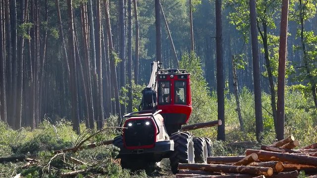 A cut-to-length (CTL) forest harvester. Pine Forest Harvesting Machine. Logging Equipment. The forestry industry. The harvester lumberjack working in a forest. Forest Wheeled Harvesters.
