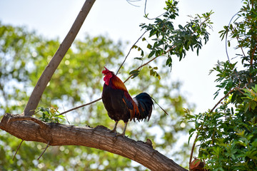 Rooster on a tree branch.