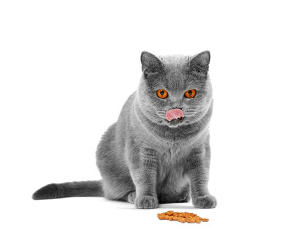 A cat eats food and lickens