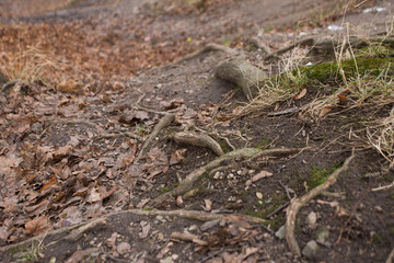 Tree roots