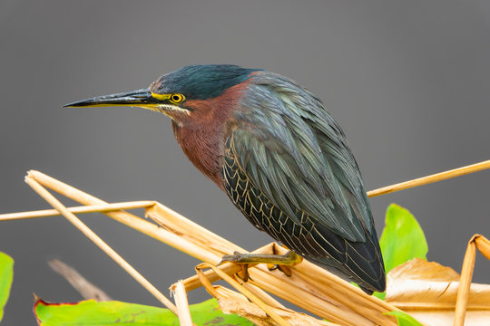 Green Heron