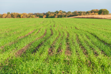 Fototapeta na wymiar Beautiful field of green winter wheat. Rural spring landscape
