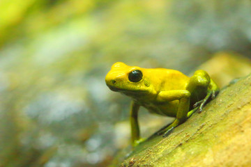 Poison Dart Frog - Dendrobates with copy space. Animals and wildlife theme.