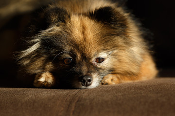 paws pomeranian spitz. pets view from above.