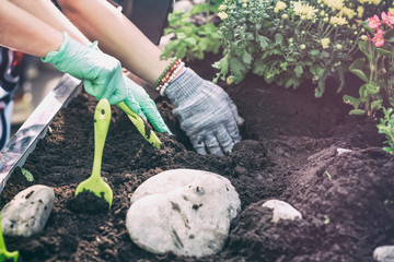 Spring gardening, planting flower seedlings, gardeners hands in protective gloves in the ground