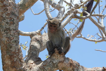 Affe