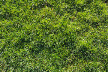 Green grass for background or texture.