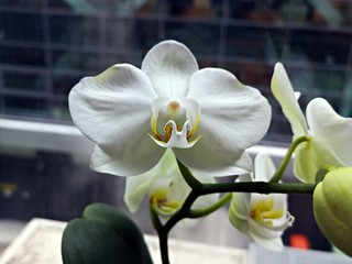 White orchid flowers blooming at the office window