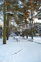 Winter landscape in a park with conifers on a sunny day