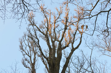 Tree branches under the rays of the sun against the blue sky