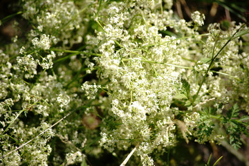 Die Draufsicht auf eine Wildwiese mit den weißen  Blüten der Schafgarbe.   ..
