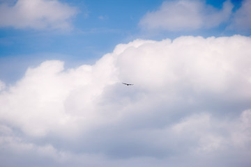 Die Silhouette eines Greifvogels, welcher weißen Haufenwolken entgegenfliegt..