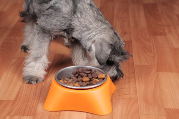 Schnauzer puppy dog eating tasty dry food from bowl.