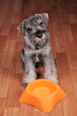 Hungry puppy dog with empty bowl is waiting for feeding.