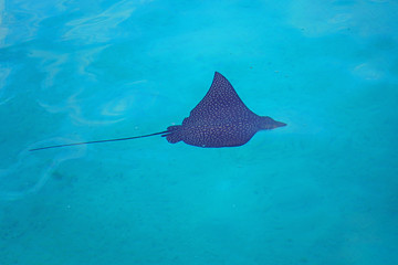 Underwater view of a school of wild Spotted Eagle Ray (Aetobatus narinari) fish swimming in the...