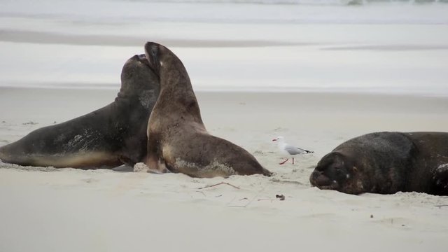 Seals are playing together on the beach