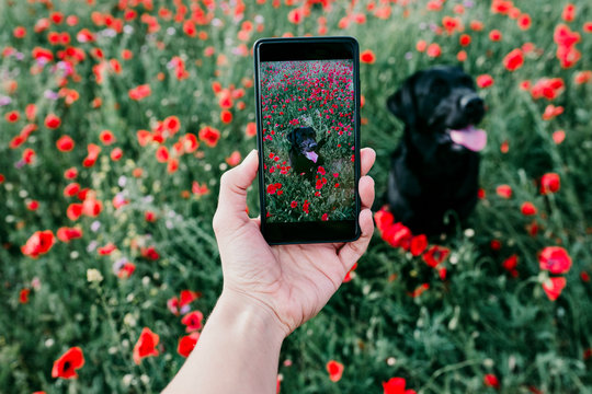 hand of a young woman taking a picture with mobile phone to a beautiful black labrador in a poppy field Spring concept