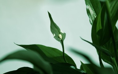 Flower Air