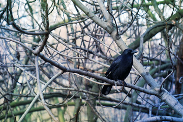 Black bird during cold Winter sitting calm on a branch.