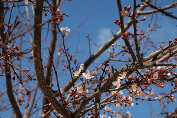 flowers on tree in the spring