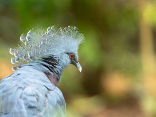 Head of Victoria Crowned Pigeon - Goura victoria.