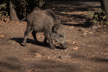 Big wild boar running between tourist in Turkey